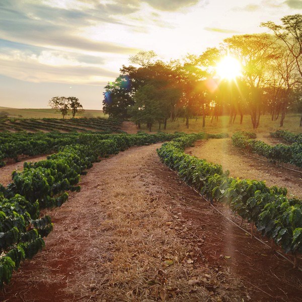January 18, Brazil  - Sundown on the coffee plantation landscape