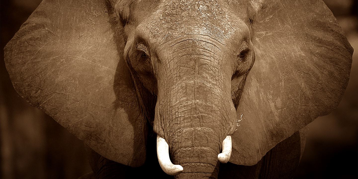 bånd modstå Refinement Save the elephants