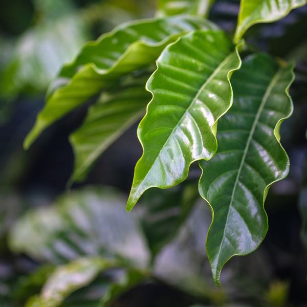 Close-up shot of coffee leaves